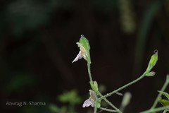 Justicia glabra